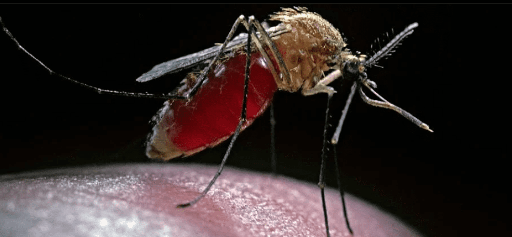 Malaria: un microbo ferma le zanzare portatrici di questa malattia