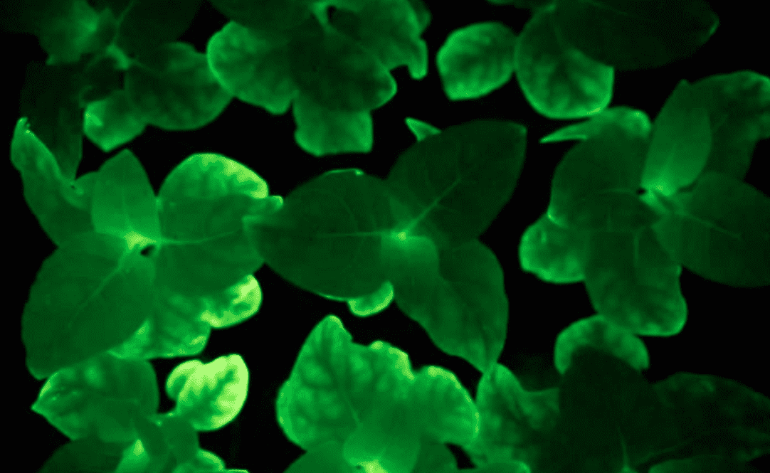Piante ornamentali bioluminescenti: si illuminano grazie al gene di un fungo