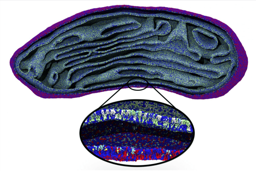 Membrana mitocondriale: la prima simulazione della membrana di un intero mitocondrio
