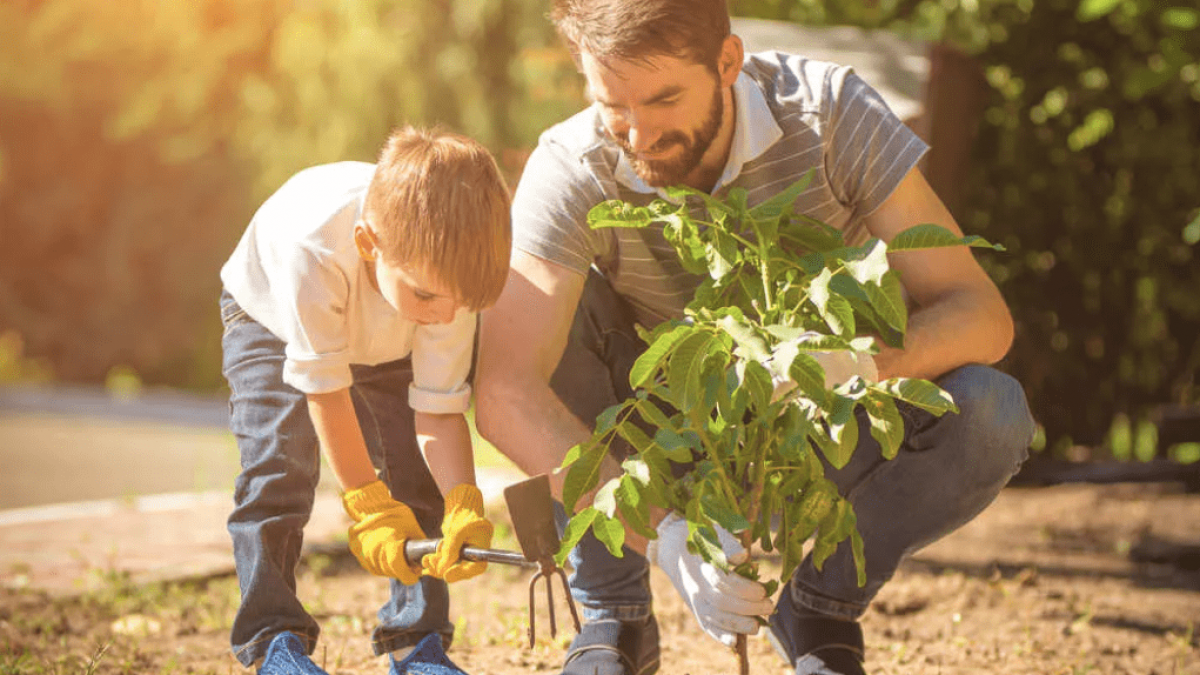 Piantare alberi non è la panacea per combattere il cambiamento climatico