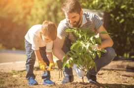 Piantare alberi non è la panacea per combattere il cambiamento climatico