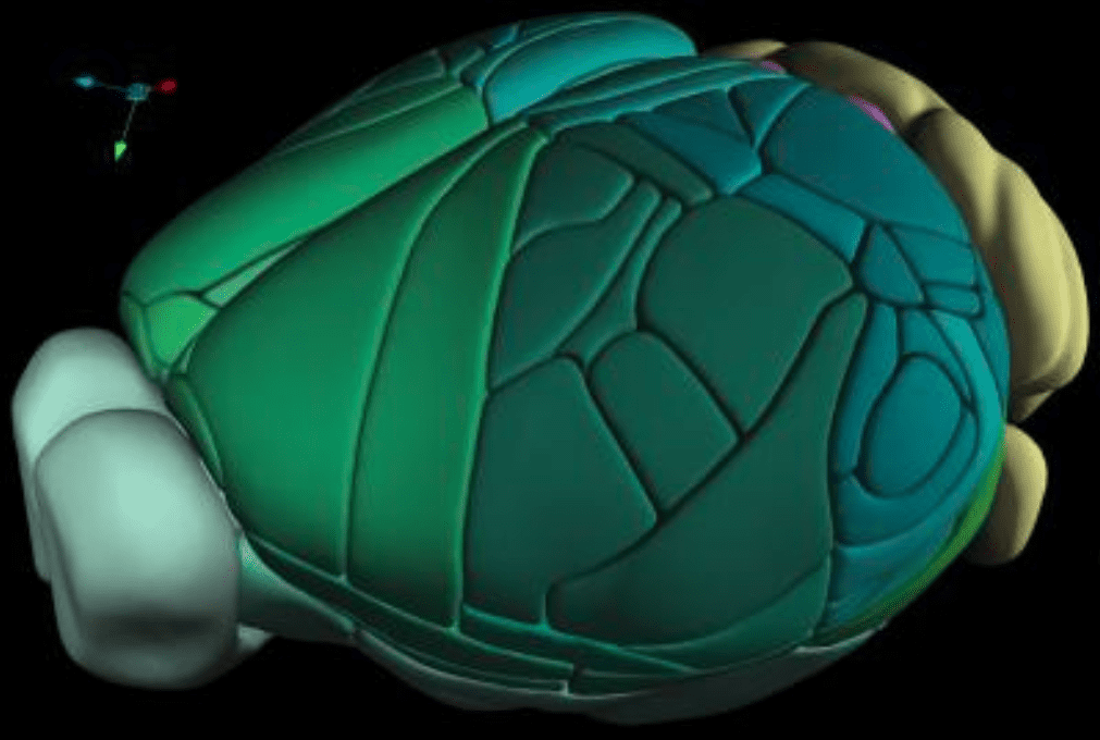 Un intero cervello di topo risolto in una mappa 3D
