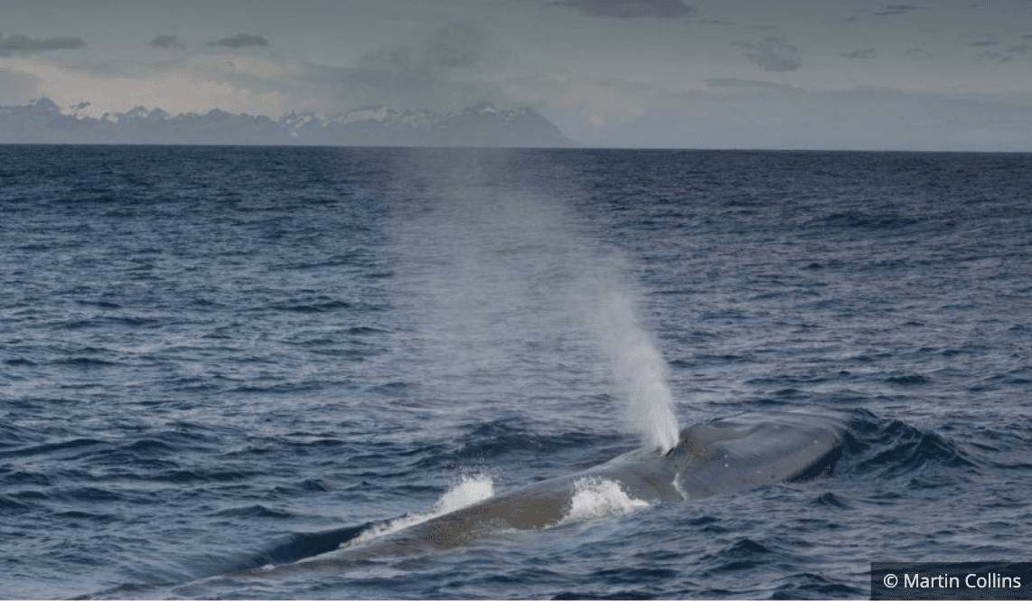 Balene blu antartiche: a rischio d'estinzione, ma tornano a ripopolare l'Antartico