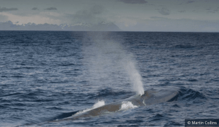 Balene blu antartiche: a rischio d’estinzione, ma tornano a ripopolare l’Antartico