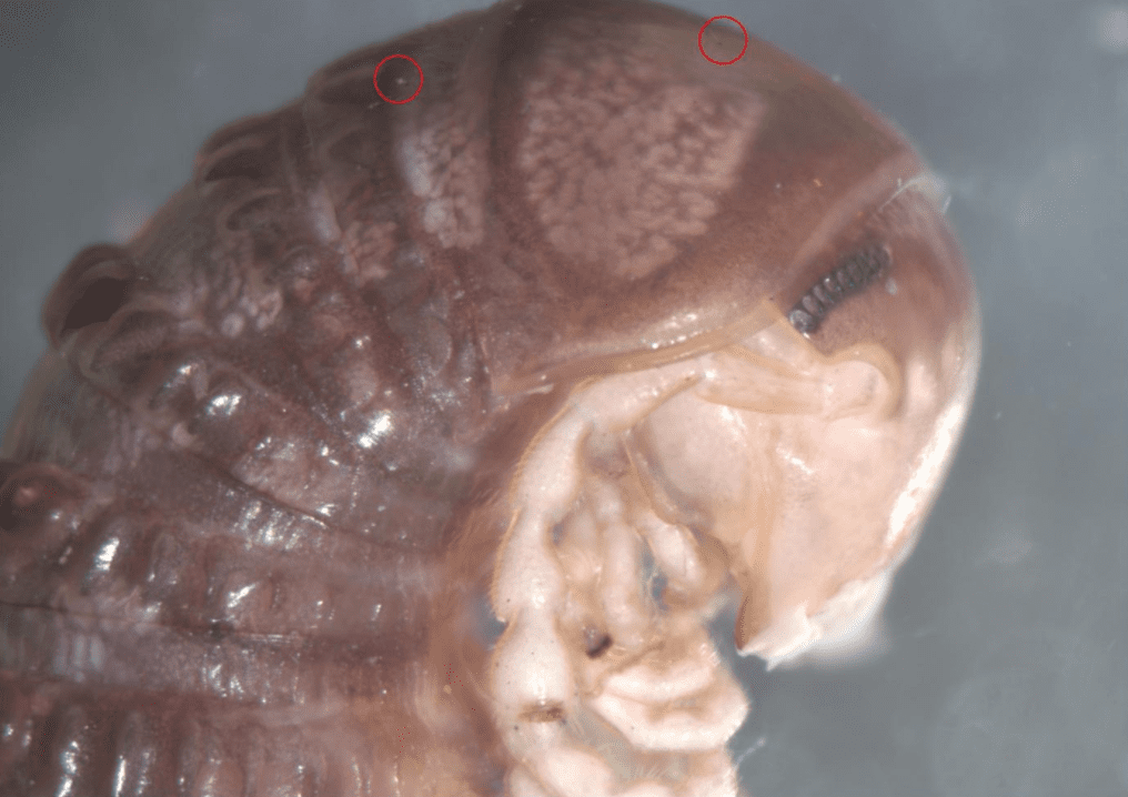 Nuove specie bizzarre scoperte… su Twitter