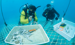 Australia: senza turisti si lavora a ripopolare la barriera corallina