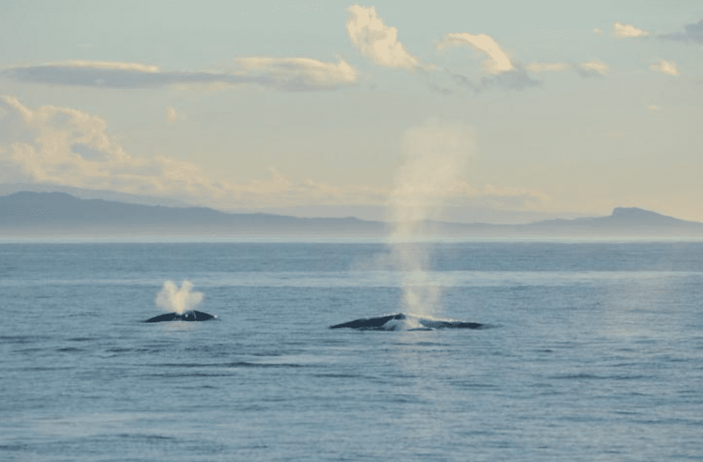 Balene blu: scoperta una popolazione in Nuova Zelanda