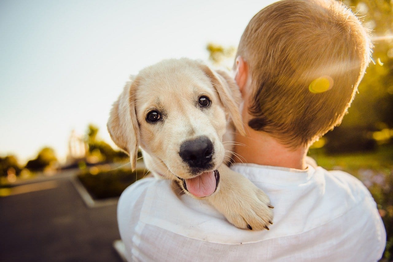 FDA: anche i nostri cani e gatti dovrebbero praticare il distanziamento sociale