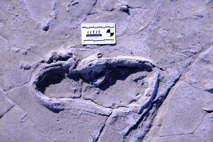 orme pleistocene