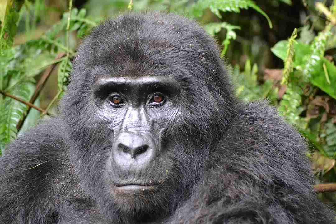 I gorilla del Virunga