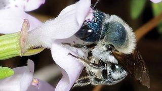 Le api blu esistono ancora