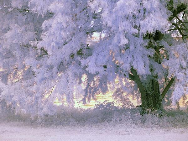 albero infrarossi