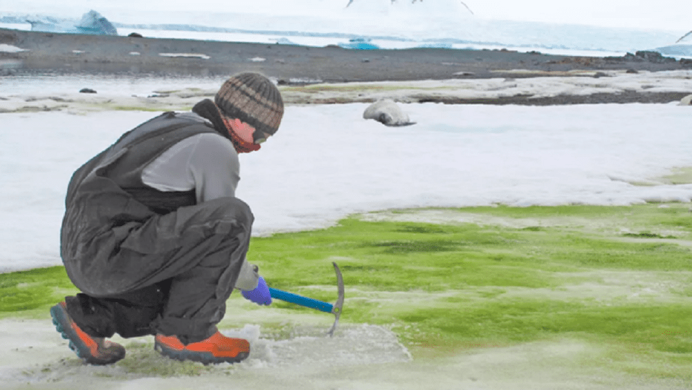 Antartide: la neve sta diventando verde, colpa dei cambiamenti climatici