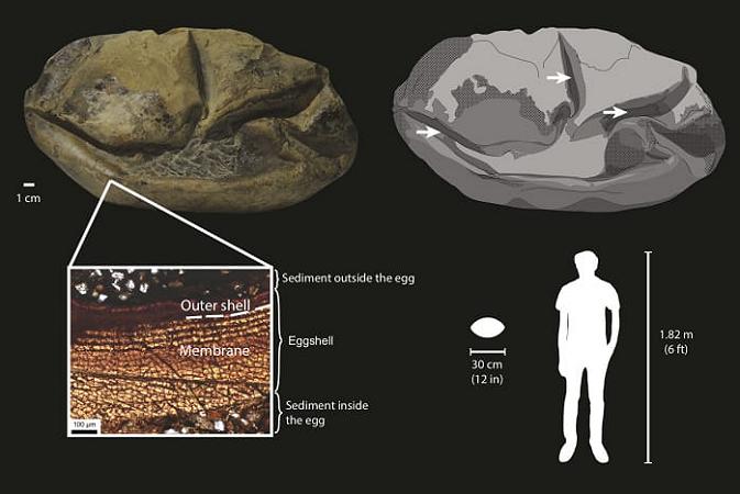 uovo fossile