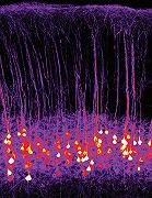 Olfatto: con l’optogenetica si può trasmettere un odore artificiale al cervello