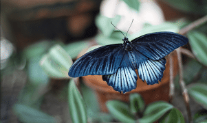 Display a colori plasmonici: la nanotecnologia ispirata alle ali delle farfalle