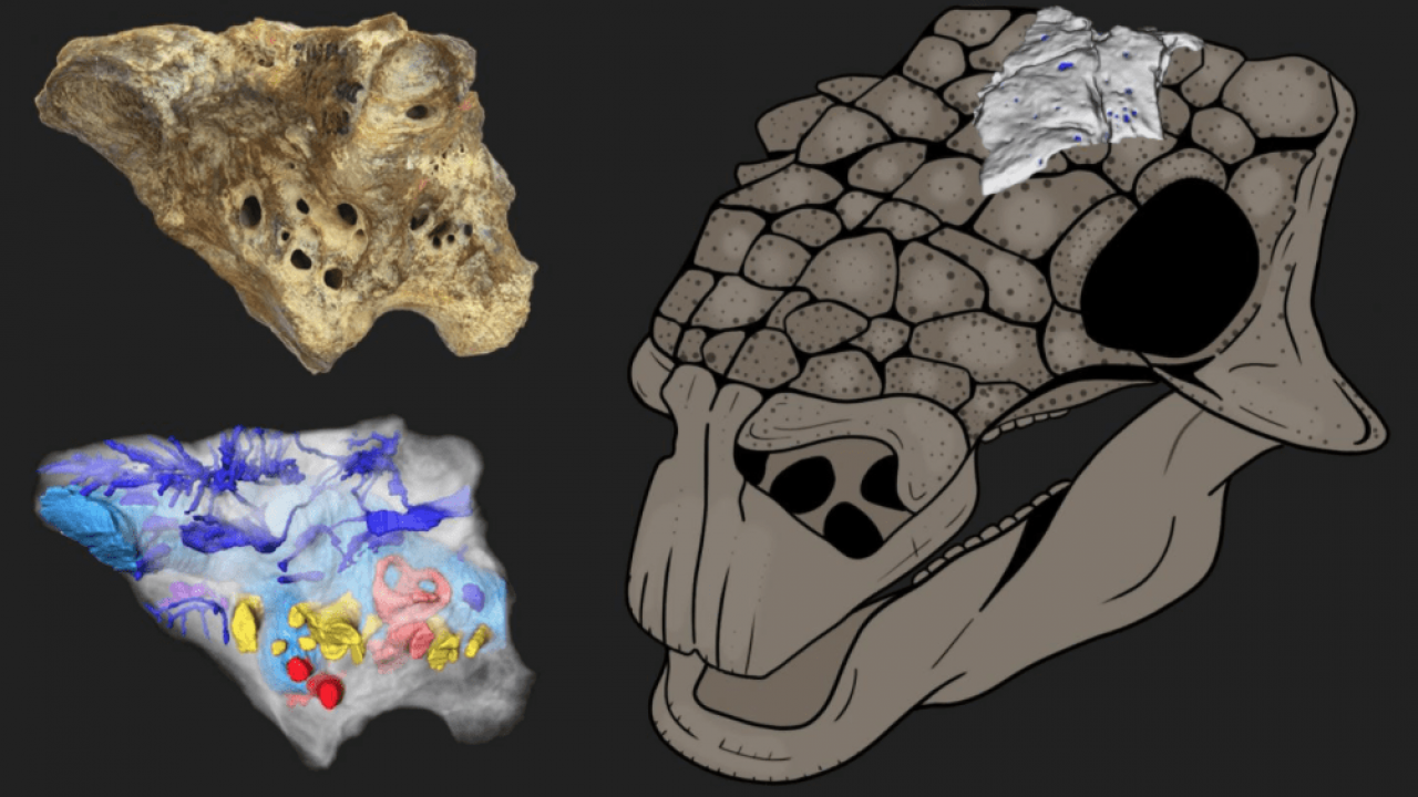 Pensare come un dinosauro: ricostruita la parte interna del cranio di un anchilosauro