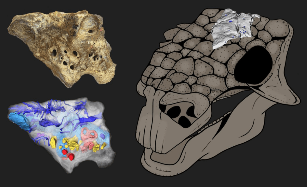 Pensare come un dinosauro: ricostruita la parte interna del cranio di un anchilosauro