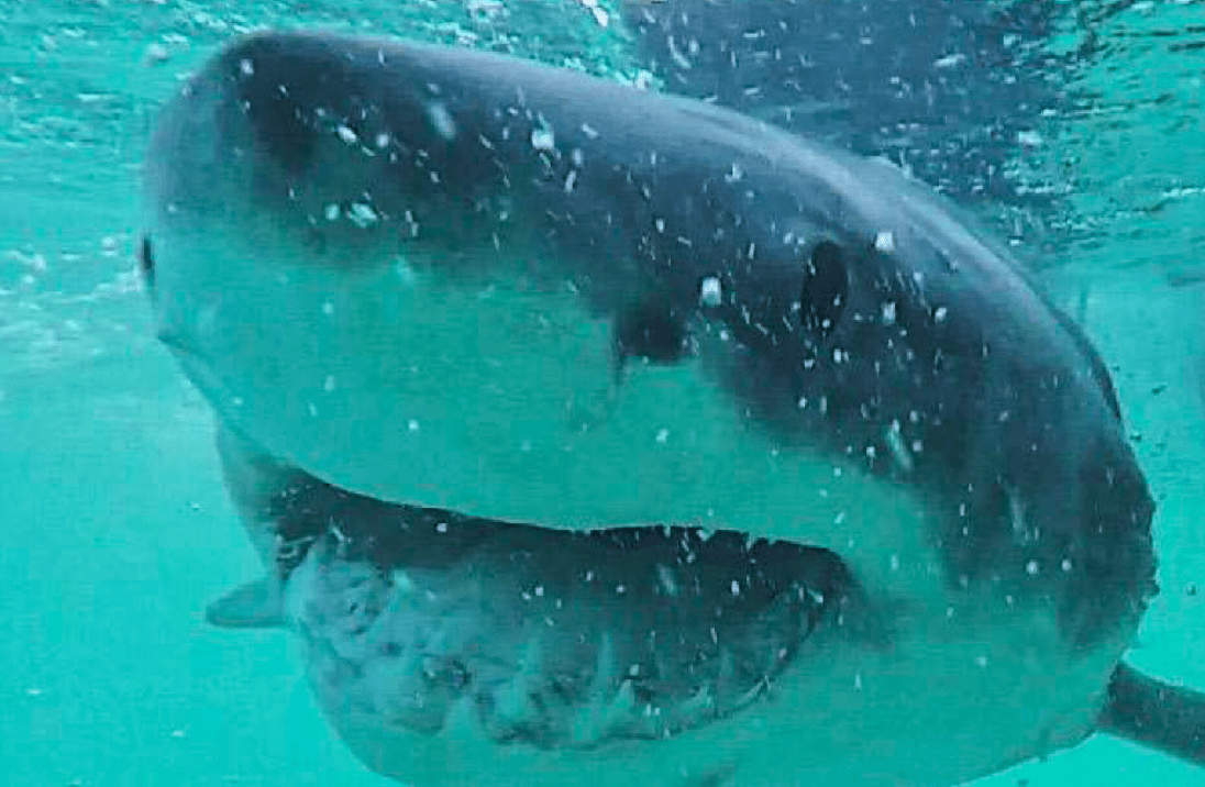 Grande squalo bianco: la sua dieta sorprende gli scienziati