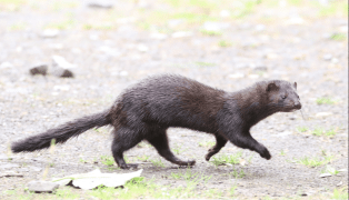 Aree protette in tutto il mondo a rischio di specie invasive