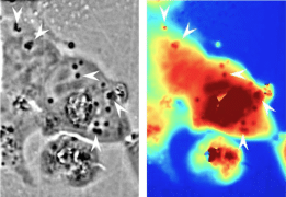 Verso cellule che possono diventare trasparenti modulando il modo in cui riflettono la luce