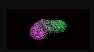 Modello di embrione umano creato con cellule staminali