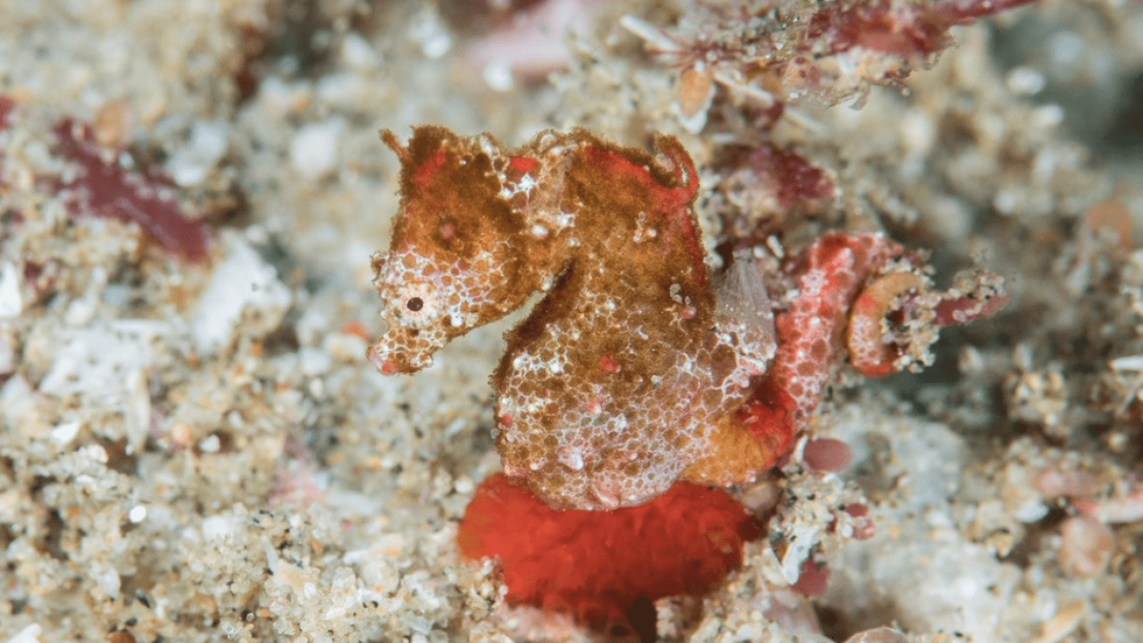 Hippocampus nalu: grande come un chicco di riso è stato trovato in Sudafrica