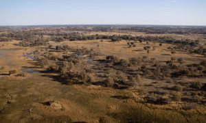 Evoluzione del cervello: cacciare in paesaggi simili alla savana è stato cruciale