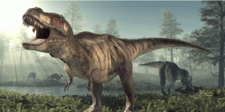 Un dinosauro grande come il Tyrannosaurus Rex che viveva in Australia