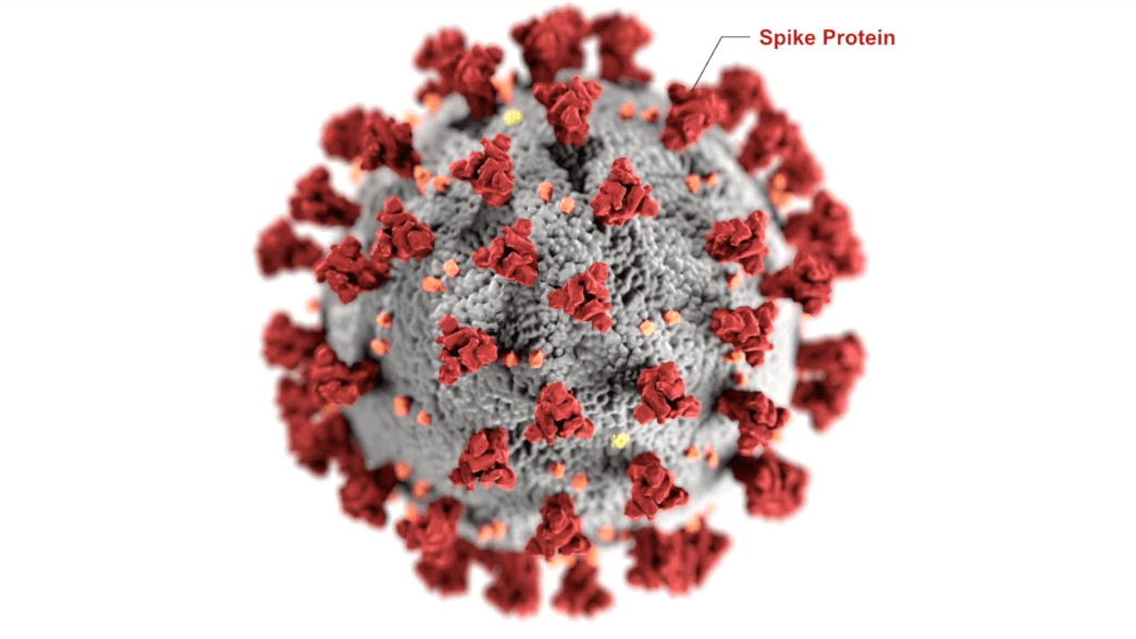 Coronavirus: primo modello open-source di tutti gli atomi della proteina "spike" di SARS-CoV-2