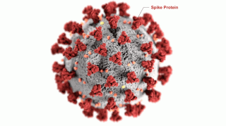 Coronavirus: primo modello open-source di tutti gli atomi della proteina “spike” di SARS-CoV-2