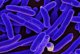 Combattere come i batteri per trovare alternative agli antibiotici