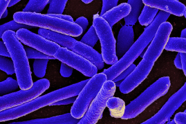 Combattere come i batteri per trovare alternative agli antibiotici