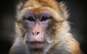 Attacco dei macachi: gli umani cercano di riprendersi la città thailandese invasa dalle scimmie