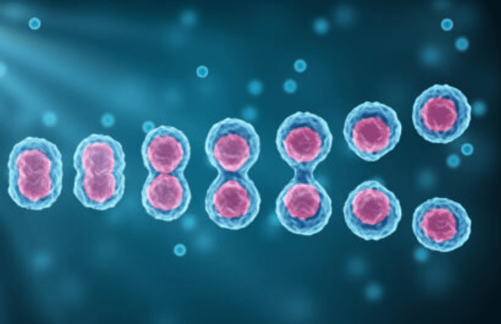 Replicazione DNA: il sistema di controllo qualità può fallire così tanto da creare più danni che se non ci fosse proprio