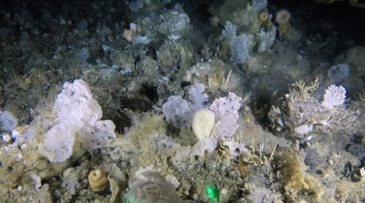 Un giardino di coralli è stato scoperto al largo della costa della Groelandia