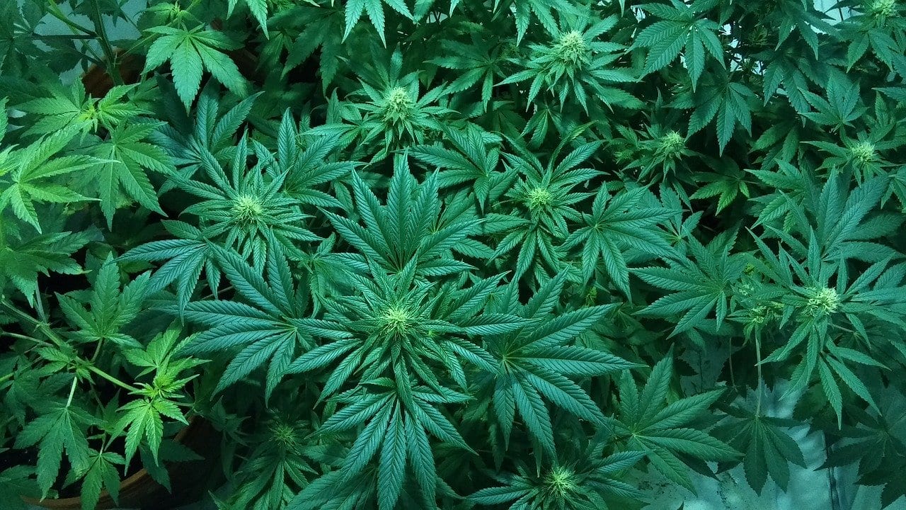 THC: è possibile rilevarlo anche nello sperma di consumatori abituali di marijuana