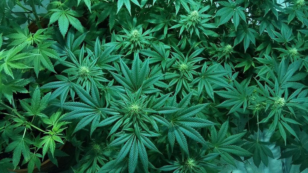 THC: è possibile rilevarlo anche nello sperma di consumatori abituali di marijuana