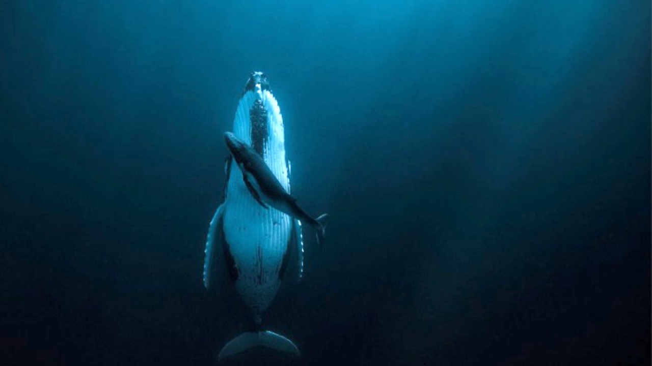 Mamma megattera che dorme con il suo piccolo vince il premio HIPA