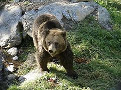 Trentino, una petizione per “graziare” l’orso che aggredì la famiglia di escursionisti