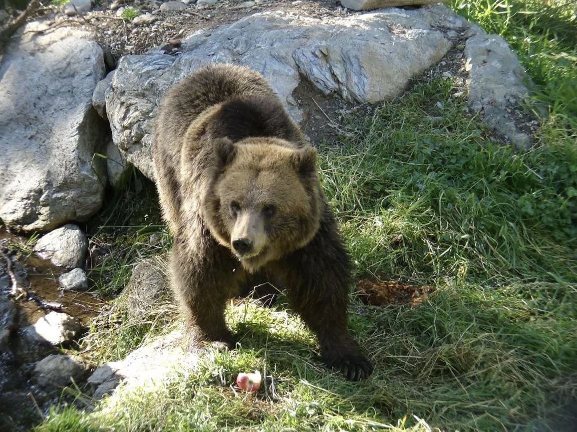 Trentino, una petizione per “graziare” l’orso che aggredì la famiglia di escursionisti