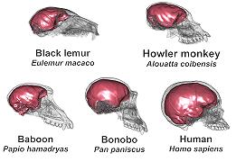 Cervello: massa e forma le caratteristiche principali che hanno contribuito all’evoluzione dell’uomo