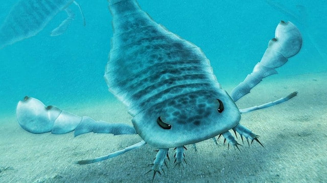 Scorpioni giganti dominavano i mari dell’Australia