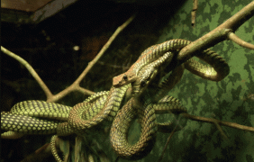 Serpente volante del paradiso: spiegati i suoi incredibili voli tra gli alberi