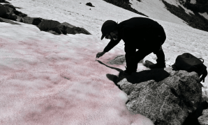 Ghiaccio rosa sulle Alpi: ecco il perché del fenomeno che preoccupa gli scienziati