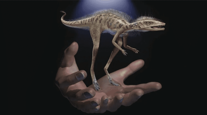 Kongonaphon Kely: il mini dinosauro scoperto in Madagascar