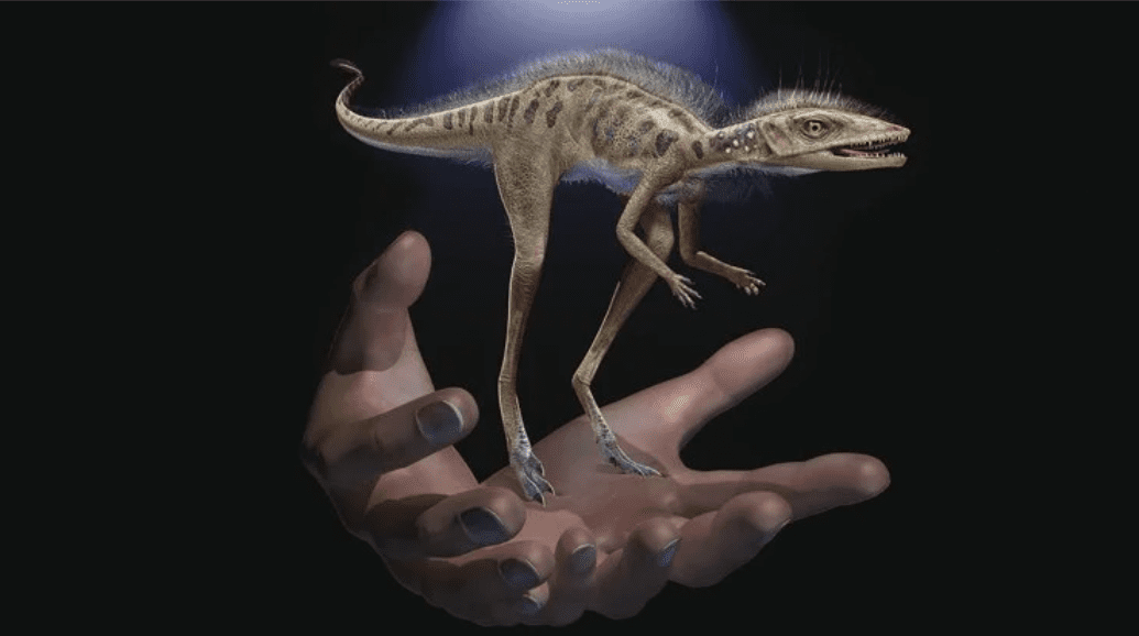 Kongonaphon Kely: il mini dinosauro scoperto in Madagascar