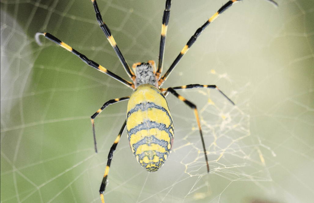Seta di ragno prodotta da batteri fotosintetici
