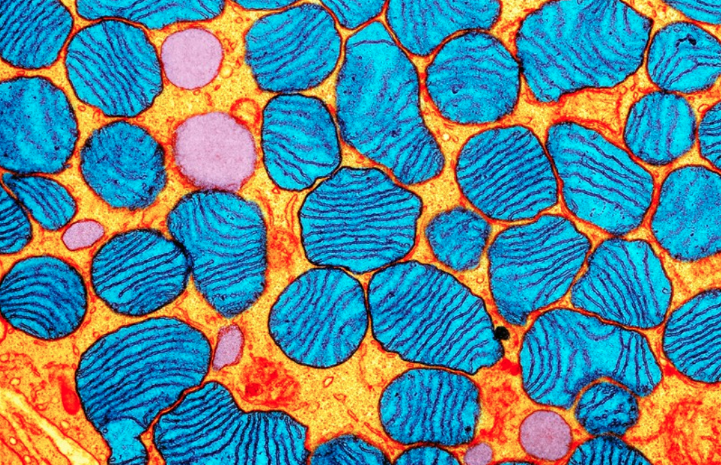 DNA mitocondriale: per la prima volta apportate modifiche specifiche, servirà per curare malattie