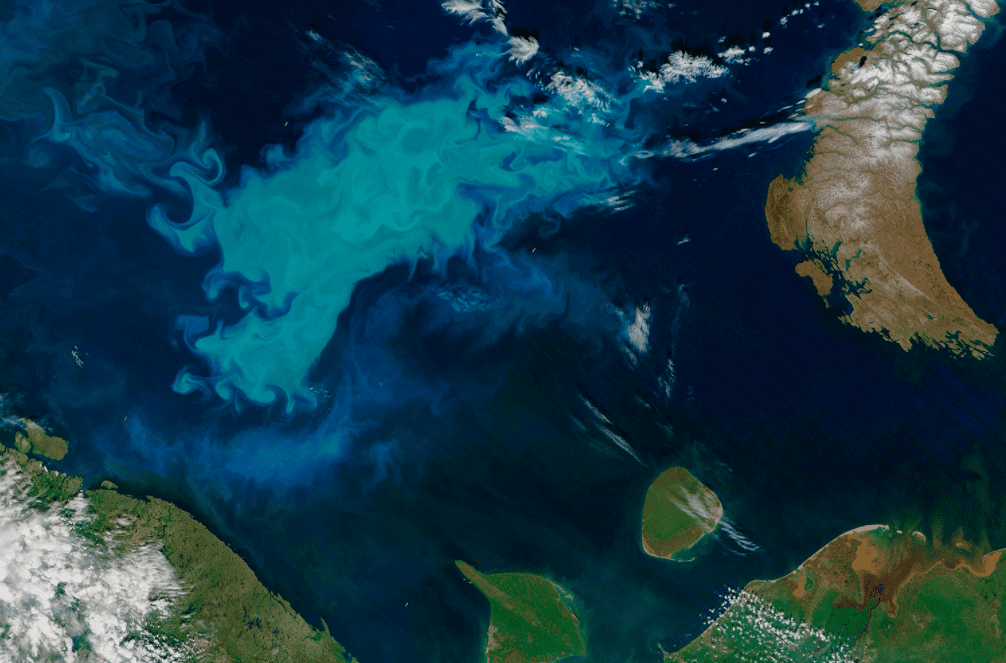 L’esplosione di fitoplancton nell’Oceano Artico migliora la sua capacità di assorbire anidride carbonica